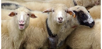 Czy gospodarstwo owczarskie może być dochodowe?