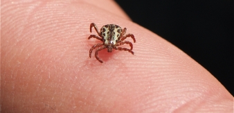 Borelioza, nie lekceważ zagrożenia