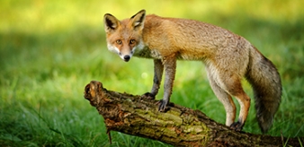 KOMUNIKAT Małopolskiego Wojew&oacute;dzkiego Lekarza Weterynarii w Krakowie