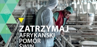 Kampania #StopASF. Zatrzymaj afrykański pom&oacute;r świń!