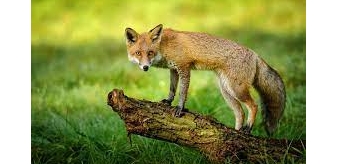 KOMUNIKAT Małopolskiego Wojew&oacute;dzkiego Lekarza Weterynarii w Krakowie dot. szczepienia lis&oacute;w w dniach 25-29.04.2022 r.