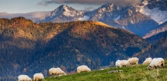 Zachowanie gospodarki pasterskiej w Małopolsce. Oferty konkursowe można składać do 09.03.2023 r.