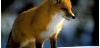 Uwaga! Akcja szczepienia lisów wolno żyjących od 15 do 27 kwietnia 2023 roku