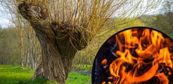Wierzba energetyczna &ndash; tani spos&oacute;b na biopaliwo. Jak uprawiać wierzbę wiciową?