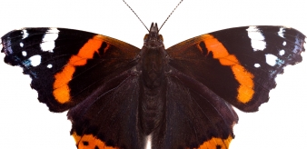 6. Rusałka admirał (Vanessa atalanta)