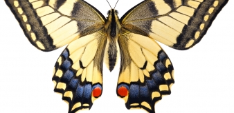 3. Paź królowej (Papilio machaon) 