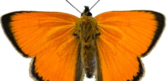 2. Czerwończyk dukacik (Lycaena virgaureae)