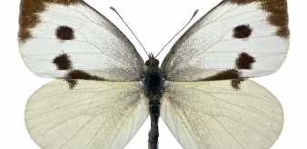 1. Bielinek kapustnik (Pieris brassicae) 