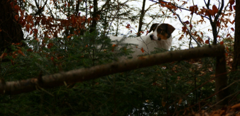 UWAGA! Znaleziono pieska na terenie Gminy Piwniczna-Zdrój