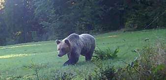 UWAGA! Miś w okolicach Eliaszówki! Zmiany w organizacji koszy na śmieci!